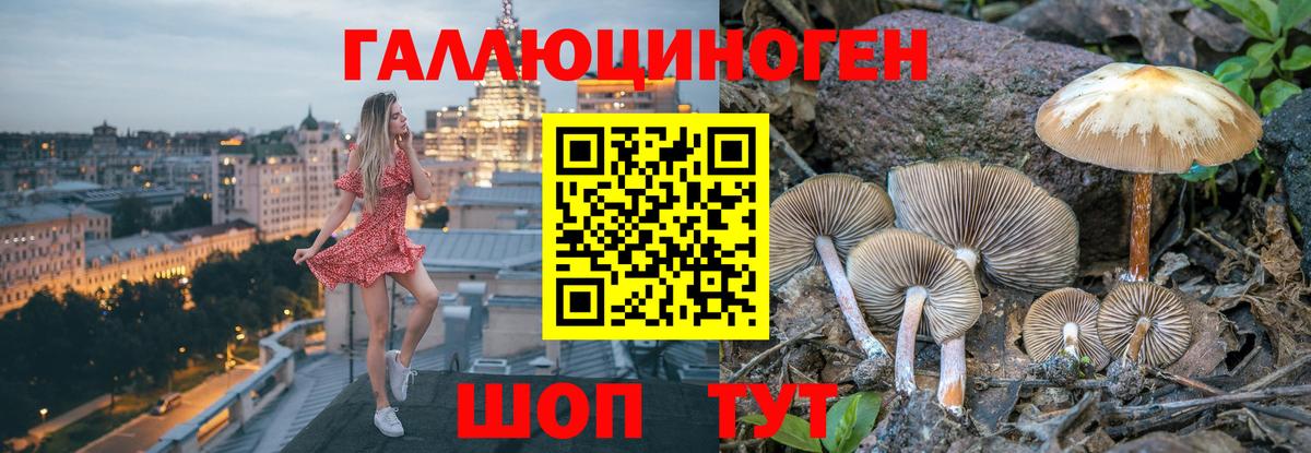 Галлюциногенные грибы Psilocybe Волгоград
